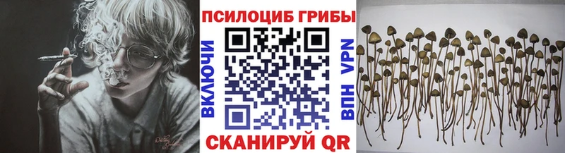 Галлюциногенные грибы Psilocybine cubensis  Усмань 